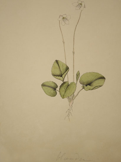 Viola_18